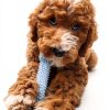 Central Garden Pet Puppy Chew Toys Healthy Teething Treats-6