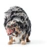 Chuckit Ball Launcher Petmate Dog Toy Thrower Fetch-8