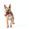 KONG Classic Dog Chew Toy Red Rubber Durable-8